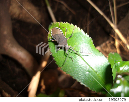 Kibara helicopter bug 19508979