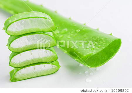 Aloe vera 19509292