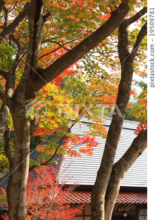Autumn leaves Autumn leaves 19509781