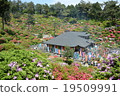 Azalea 19509991