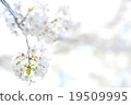 Cherry Blossoms	 19509995