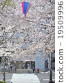 Cherry Blossoms	 19509996