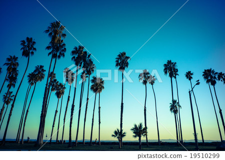 棕櫚樹 19510299