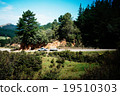 New Zealand tow 19510303