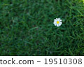 New Zealand Flower 19510308
