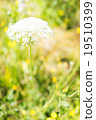 New Zealand Flower 19510399