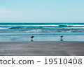 New Zealand coastline 19510408