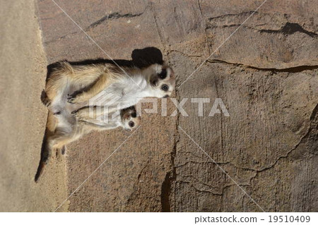 Meerkat to sunbathe 19510409