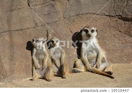 Meerkat to sunbathe 19510447