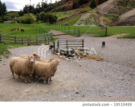 新西蘭沃爾特山頂高原牧場 新西蘭沃爾特山頂高原牧場 19510489