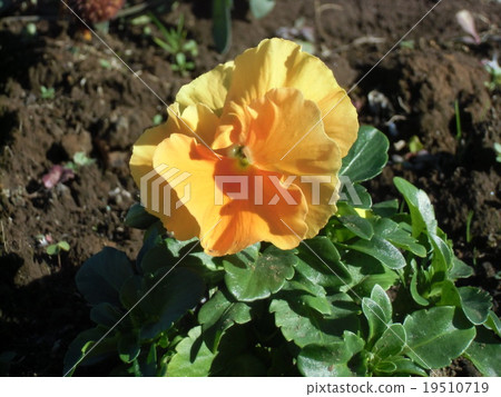 Great yellow pansy flowers Great yellow pansy flowers 19510719