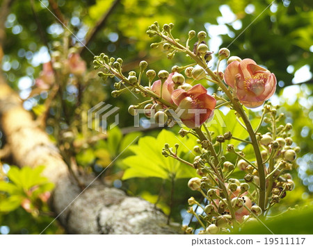 sal tree magenta pink violet flowers blooming 19511117