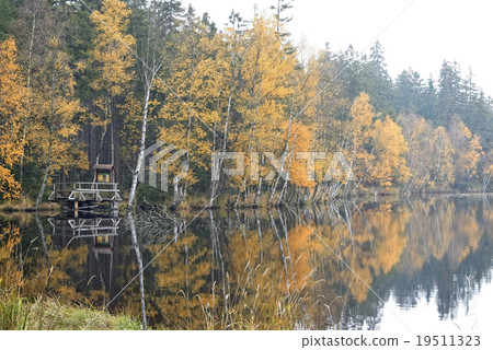 Trees on the bank of lake in the autumn Trees on the bank of lake in the autumn 19511323