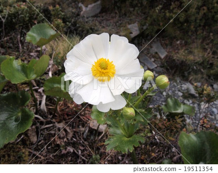 New Zealand Mount Cook Lily 19511354