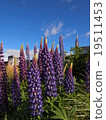 New Zealand Lupine 19511453