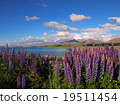 New Zealand Lake Tekapo Lupine 19511454