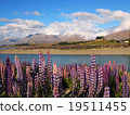 New Zealand Lake Tekapo Lupine 19511455