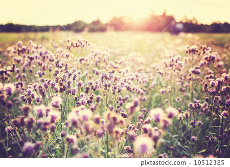 Flowers meadow Flowers meadow 19512385