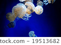 Jellyfish 19513682