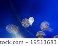 Jellyfish 19513683