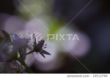 A cute little star with pink blooming in golden tree 19513799