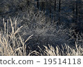 Suzuki and tree breaking ice 19514118