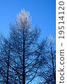 Iceberg forest 19514120