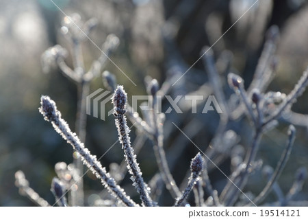 Frozen bud Frozen bud 19514121