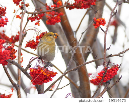 Ginzan Machico 19514673