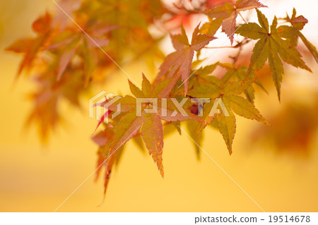 Autumn leaves 19514678