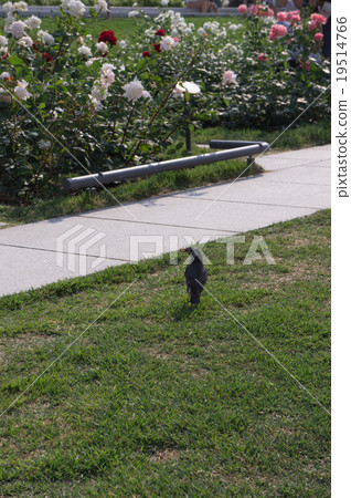 中之島公園鳥類對玫瑰園和玫瑰感興趣 19514766