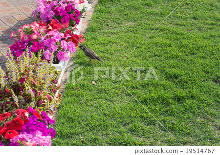 Nakanoshima park Birds interested in rose garden and roses 19514767