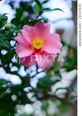 Our camellia camellia 19514830