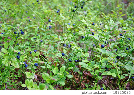 The blueberry bushes in the woods The blueberry bushes in the woods 19515085