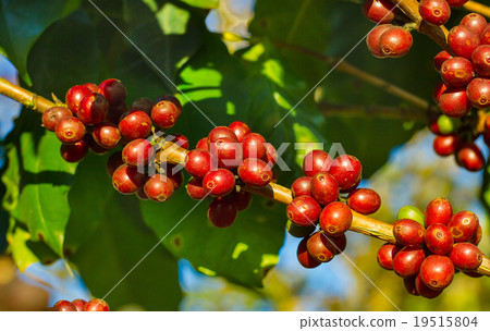 Coffee beans ripening on tree in North of thailand 19515804