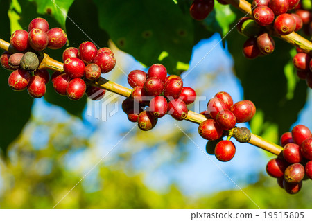 Coffee beans ripening on tree in North of thailand Coffee beans ripening on tree in North of thailand 19515805
