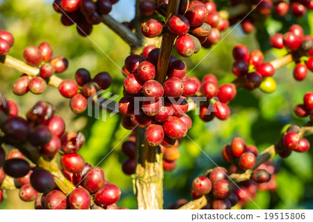 Coffee beans ripening on tree in North of thailand 19515806