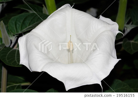datura 19516155