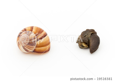 Inside and escargot's contents: Escargot and its shell 19516381