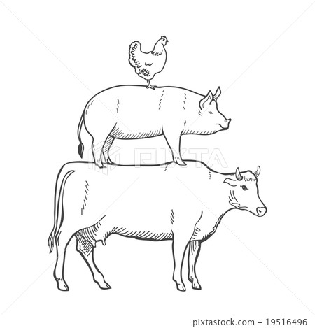 Chicken Pork Cow Farm Animals Vector 19516496
