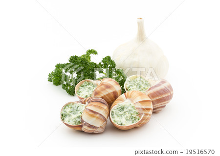 Escargot before cooking: Uncooked escargot 19516570