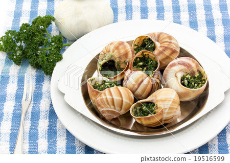 Escargot: Cooked escargot on escargot plate Escargot: Cooked escargot on escargot plate 19516599
