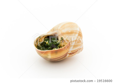 Escargot: Cooked escargot Escargot: Cooked escargot 19516600