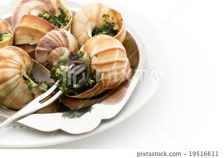 Escargot: Cooked escargot on escargot plate Escargot: Cooked escargot on escargot plate 19516611