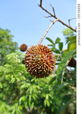 Pulasan fruit or Nephelium mutabile Blume Pulasan fruit or Nephelium mutabile Blume 19516898