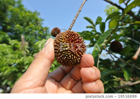 Pulasan fruit or Nephelium mutabile Blume Pulasan fruit or Nephelium mutabile Blume 19516899