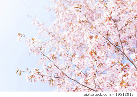 Cherry Blossoms (Empty Back) Cherry Blossoms (Empty Back) 19518012