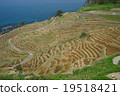 White rice Senjita White rice Senjita 19518421