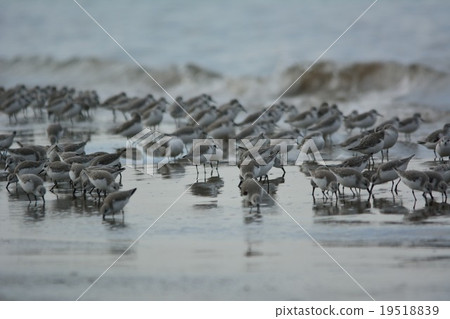 一群tounen 一群tounen 19518839