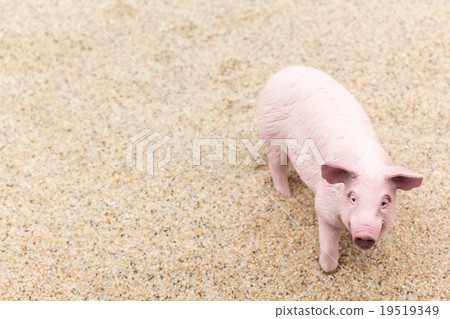 Pig on the sand: Pig on sand Pig on the sand: Pig on sand 19519349